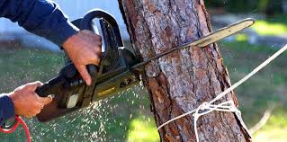 How Our Tree Care Process Works  in  Crescent City, FL