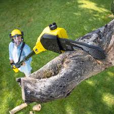 Best Tree Maintenance Programs  in Crescent City, FL