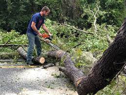 Best Tree Mulching  in Crescent City, FL