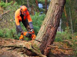 Best Tree Preservation Services  in Crescent City, FL