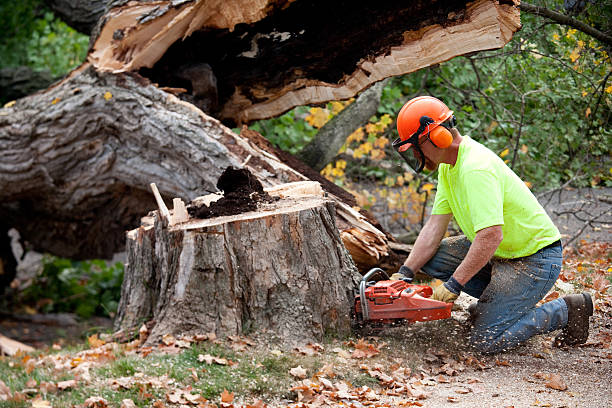 Best Emergency Tree Removal  in Crescent City, FL