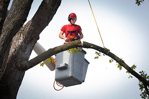 Professional Tree Removal in Crescent City, FL